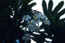 Plumeria-Frangipani-lighter